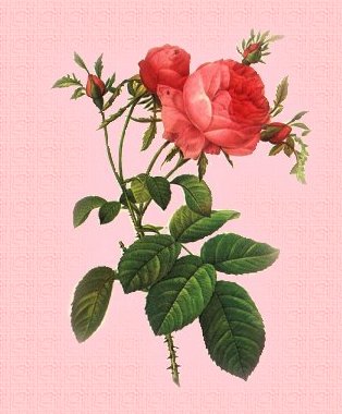 roce