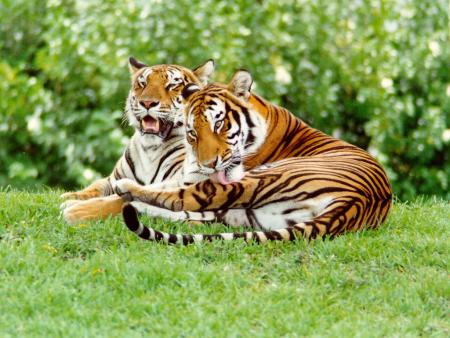 tigres